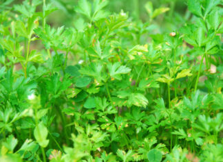 Prezzemolo 744 0 082 Prezzemolo